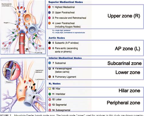 Tnm Staging Lung Cancer / 8th TNM Staging of Lung Cancer - MDCT.net / Of 3,000 patients were ...