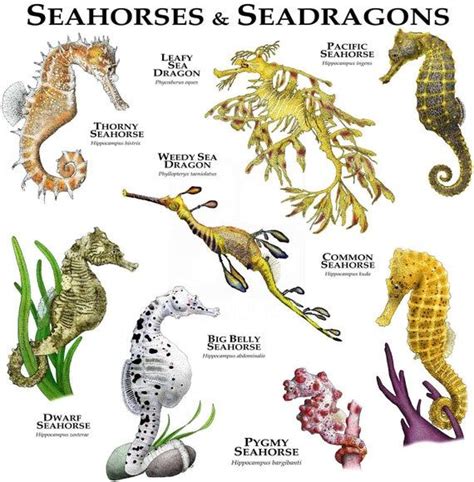 Fine art illustration of various species of seahorse (Hippocampus ...