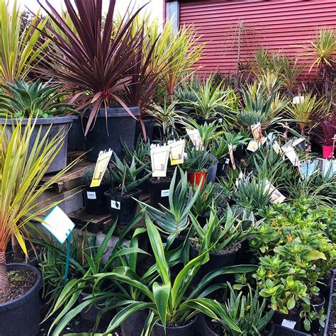 Make sure to come... - Hello Hello Plants & Garden Supplies