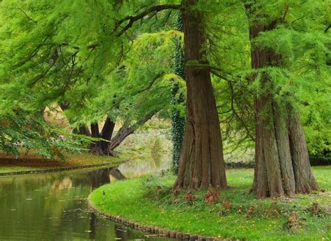 dawn-redwood-trees-near-water – kimcampion.com