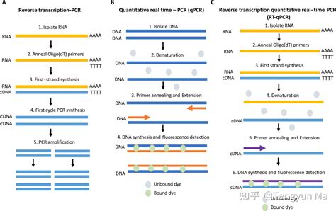 自用的PCR和qPCR区别 - 知乎