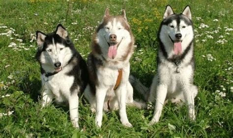 Siberian Husky Colors - Effy Moom