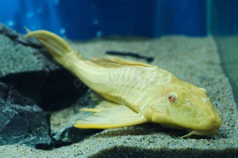 Aquarium Fish Catfish Ancistrus Albino Lies on the Sandy Bottom Aquarium Stock Image - Image of ...