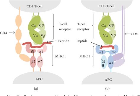 Figure 2 from Fundamentals and Methods for T- and B-Cell Epitope ...