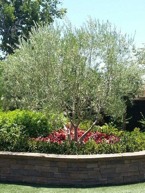 15 Best Olive Tree Landscaping! images in 2019 | Garden, Mediterranean garden, Outdoor gardens