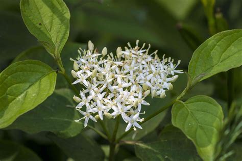 12 Types of Dogwood Trees and Shrubs