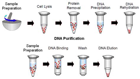 GENOMIC DNA ISOLATION - #1 Microbiology Resource Hub