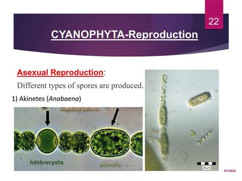 Cyanophyta