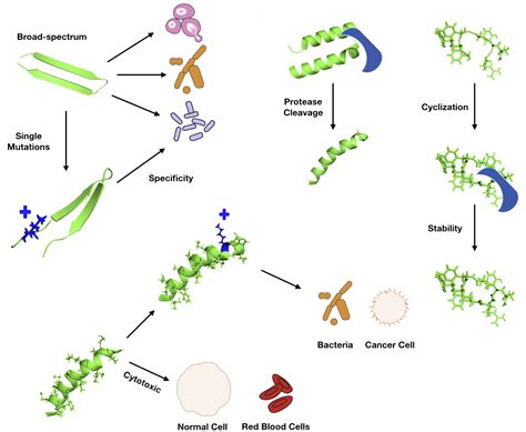 Antimicrobial peptides | LifeTein Peptide Blog