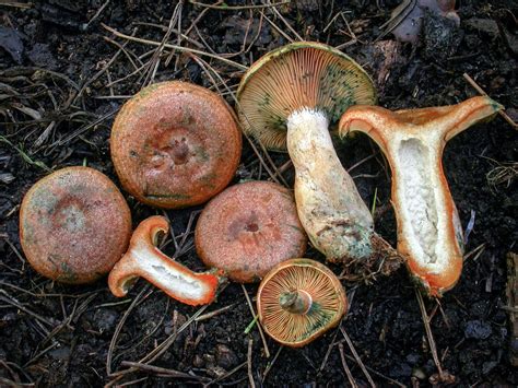 California Fungi: Lactarius deliciosus