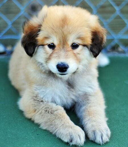 Golden Retriever German Shepherd Husky Mix 2024 • ShepskyMix