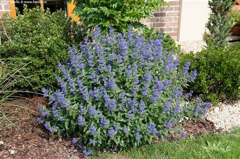 bluebeard shrub | Our Dream Home | Pinterest | Shrubs, Google and Mars