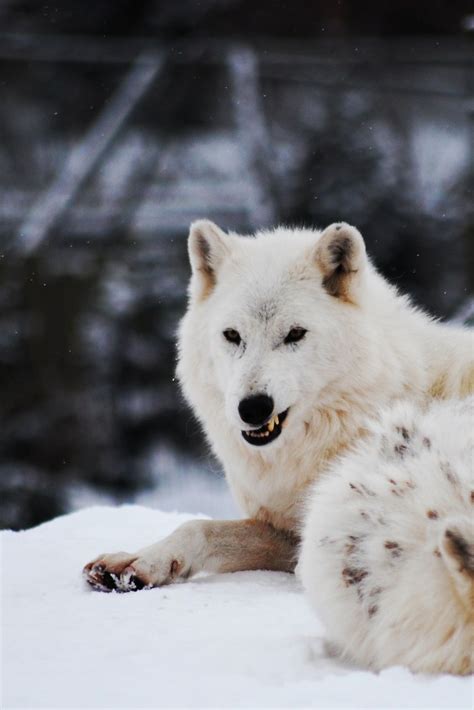 Wolf pack | Arctic wolf, Animals beautiful, Nature animals