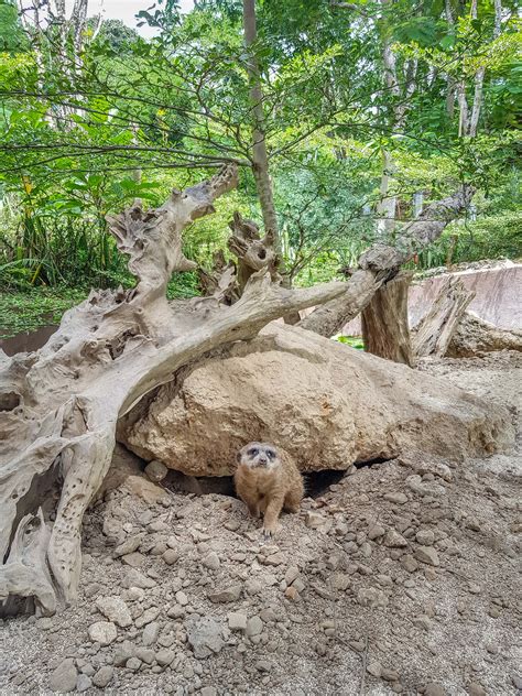 Meerkat - Cebu Safari and Adventure Park