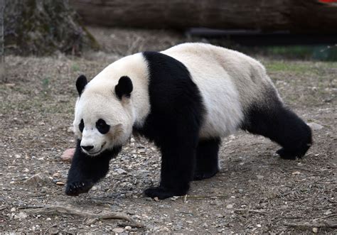 'Panda cub cruelty' video goes viral in China - Social News XYZ