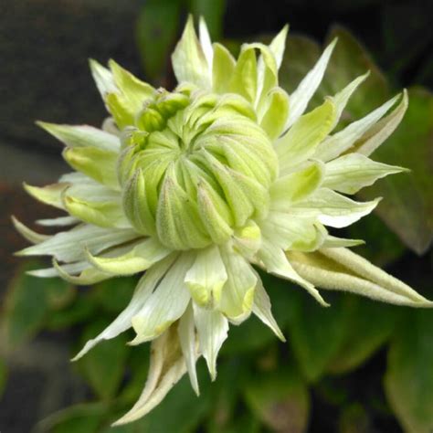 Clematis florida 'Alba plena', Clematis 'Alba plena' - uploaded by @Keely