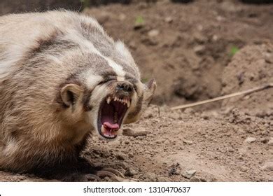 American Badger Taxidea Taxus Showing Teeth Stock Photo 1310470640 | Shutterstock