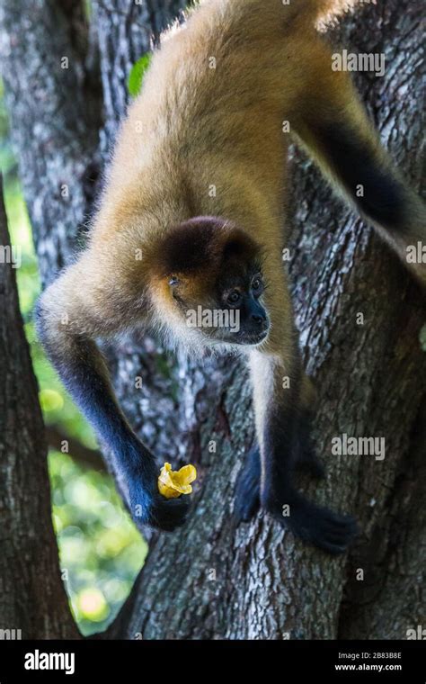 Spider monkey eating a banana in the wild seen on the coast of Costa ...