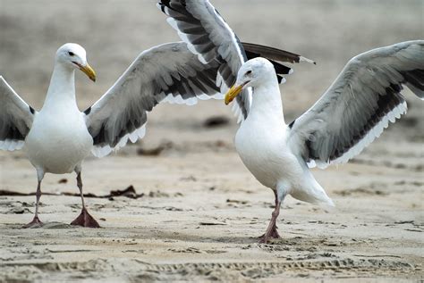 sea gulls | Shutterbug