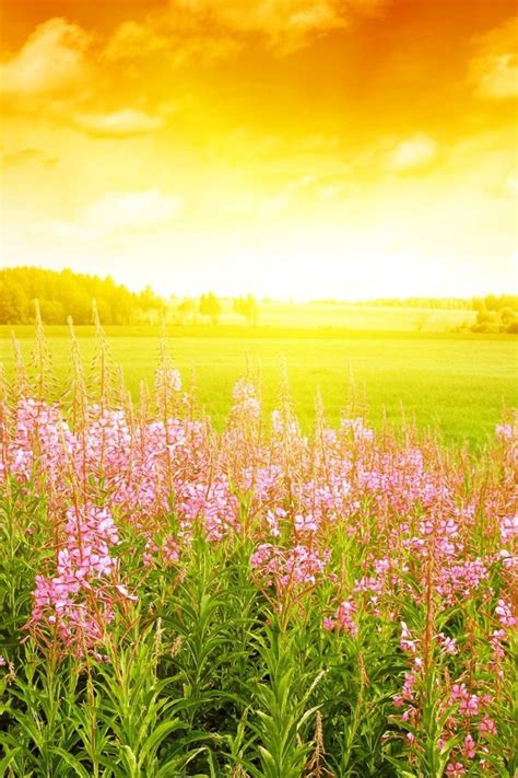 Spring Sunrise Wallpaper - WallpaperSafari