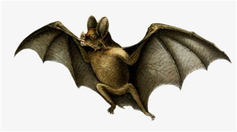 Bats Drawing Realistic - Vampire Bat Drawing, HD Png Download ...