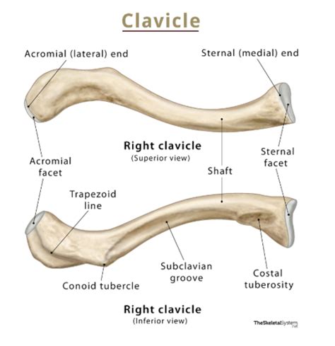 Topic 3 Shoulder Goniometry Flashcards | Quizlet