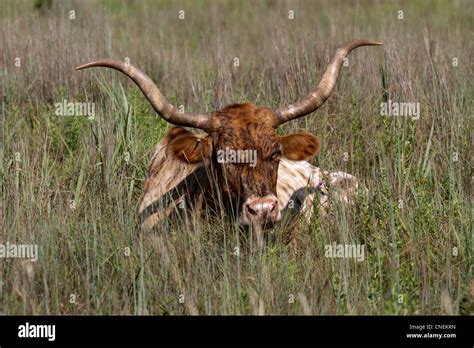 Beef Cattle Horns Texas Long Horn Texas LongHorn Stock Photo - Alamy