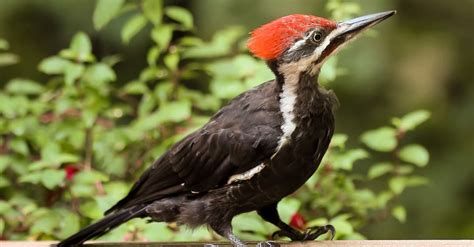 Ivory-Billed Woodpecker vs Pileated Woodpecker: What are the Differences? - Wiki Point
