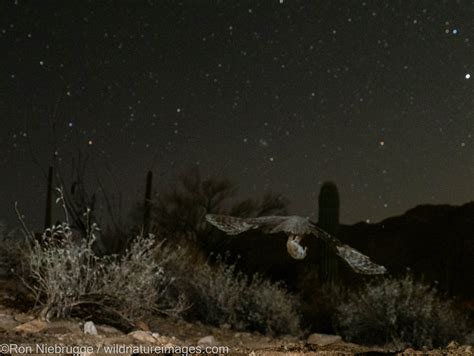 Great Horned Owl | Marana, near Tucson, Arizona. | Photos by Ron Niebrugge