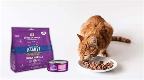 Stella & Chewy's Cat Food Review: Is This Brand Right For Your Cat?