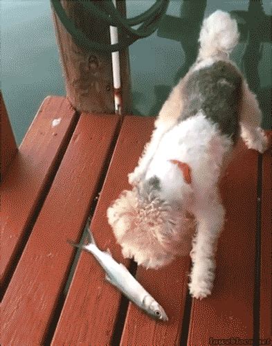 Funny Dog GIFs - Find & Share on GIPHY | Самые милые животные, Несчастная собака, Юмор о собаках