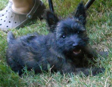 Black Cairn Terrier Puppies For Sale | PETSIDI