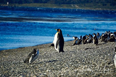 A Day With Penguins in Argentina