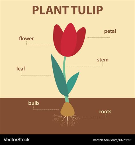 Tulip Life Cycle And Parts Of A Tulip Free Printables, 53% OFF