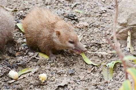 Tenrec Animal Characteristics, Habitat and Care With Photos