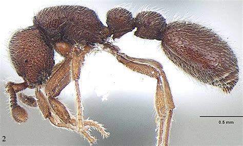 New ant species discovered from Kerala named after evolutionary ...