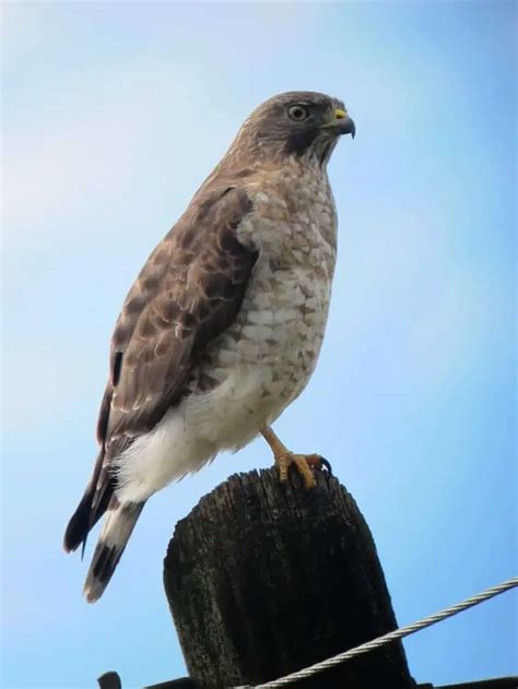 Hawks in Iowa (10 Species with Pictures) - Wild Bird World