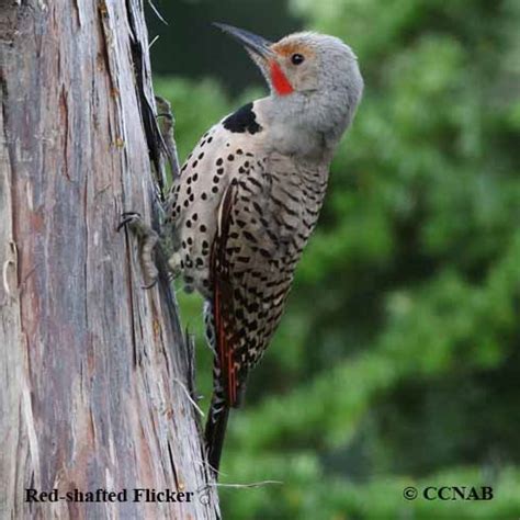 Red-shafted Flicker (Colaptes auratus cafer) - NOFL