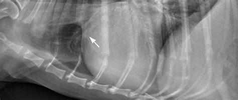 What Is Congestive Heart Failure In Dogs