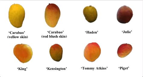 Types Of Mango