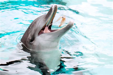 Dolphin eating fish | Flickr - Photo Sharing!