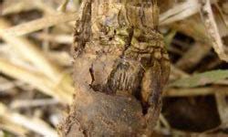 Phoma and Stem Canker Identification and Management