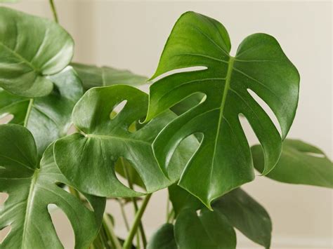 Discover the Beauty of Large Leaf Indoor Plants - Ames Farm Center