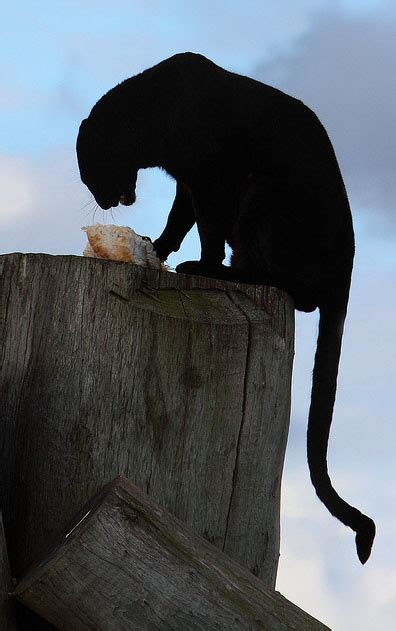 Antonia Jo: Bad-Ass Animals: the Black Panther