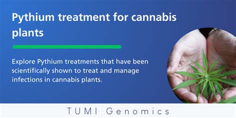 Pythium treatment for cannabis plants — TUMI Genomics