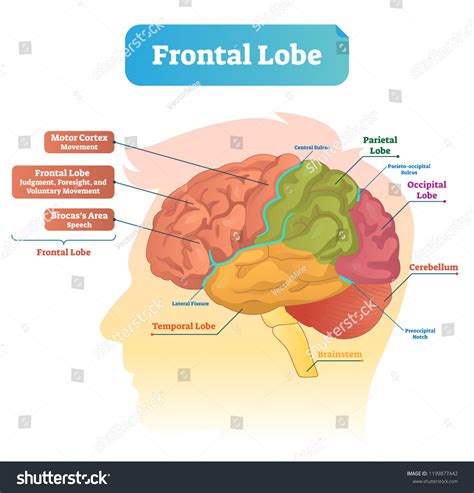 3 Occipital Notch And Sulcus Images, Stock Photos & Vectors | Shutterstock