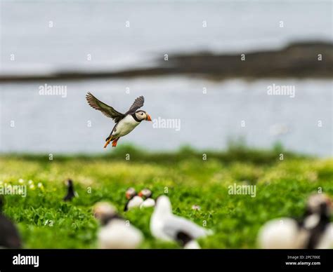 Puffin Bird Flying Stock Photo - Alamy