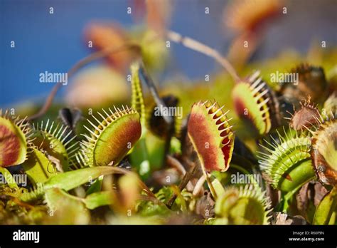 Venus flytrap carnivorous plant Stock Photo - Alamy