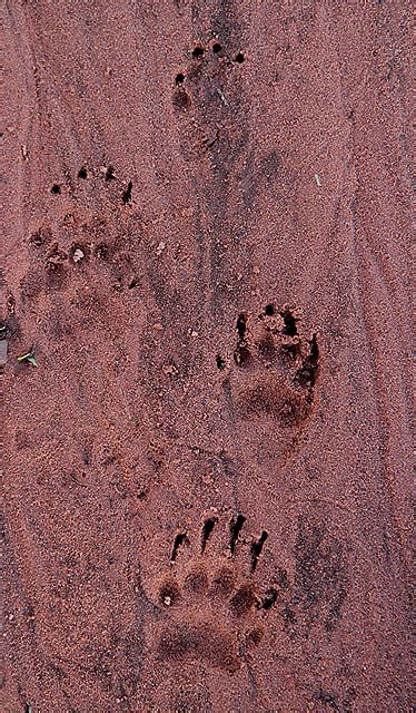 Badger tracks at Fans Hill © Walter Baxter :: Geograph Britain and Ireland