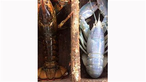 Albino lobster pulled from waters in Marshfield – Boston 25 News